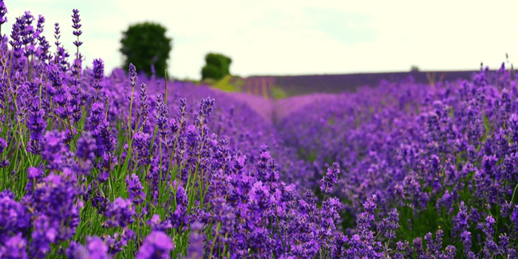 A detailed picture of Lavander Fields, the purple colours dominates the screen.