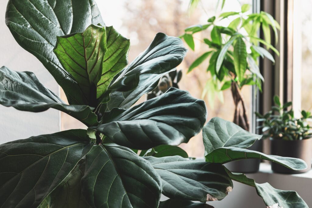 A picture of indoor plant from close perspective